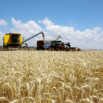 Brasil terá autossuficiência na produção de trigo, diz presidente