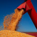 Valor da produção agrícola brasileira recua 3,9% em 2024, mostra IBGE