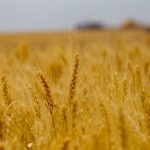 Chuvas são benéficas para produtores de trigo e cevada no Paraná, aponta boletim