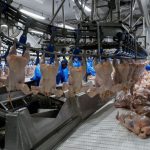 Com números recordes, Paraná lidera aumento da produção de frangos, suínos e ovos em 2023