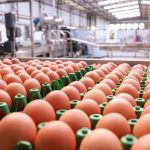 202 milhões de dúzias: produção de ovos para consumo cresce 5,7% no Paraná em 2024