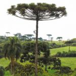 Justiça Federal condena homem a prisão em regime fechado por desmatamento na Terra Indígena Mangueirinha