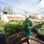 IAT anuncia plano de modernização sustentável de viveiros e laboratórios de mudas