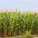 Exportações paranaenses de milho crescem 179% e receitas triplicam em 2025