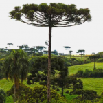 MPF obtém condenação por desmatamento em terra indígena no Paraná