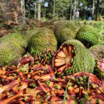 Fim da espera: temporada do pinhão começa nesta quarta-feira em todo o Paraná